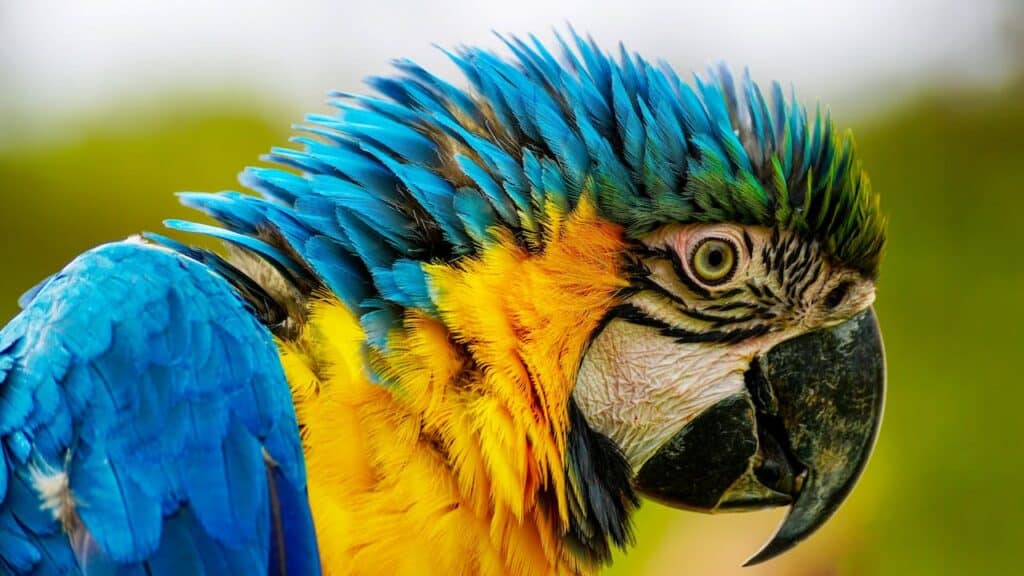 Parrots, Parakeets, and Macaws